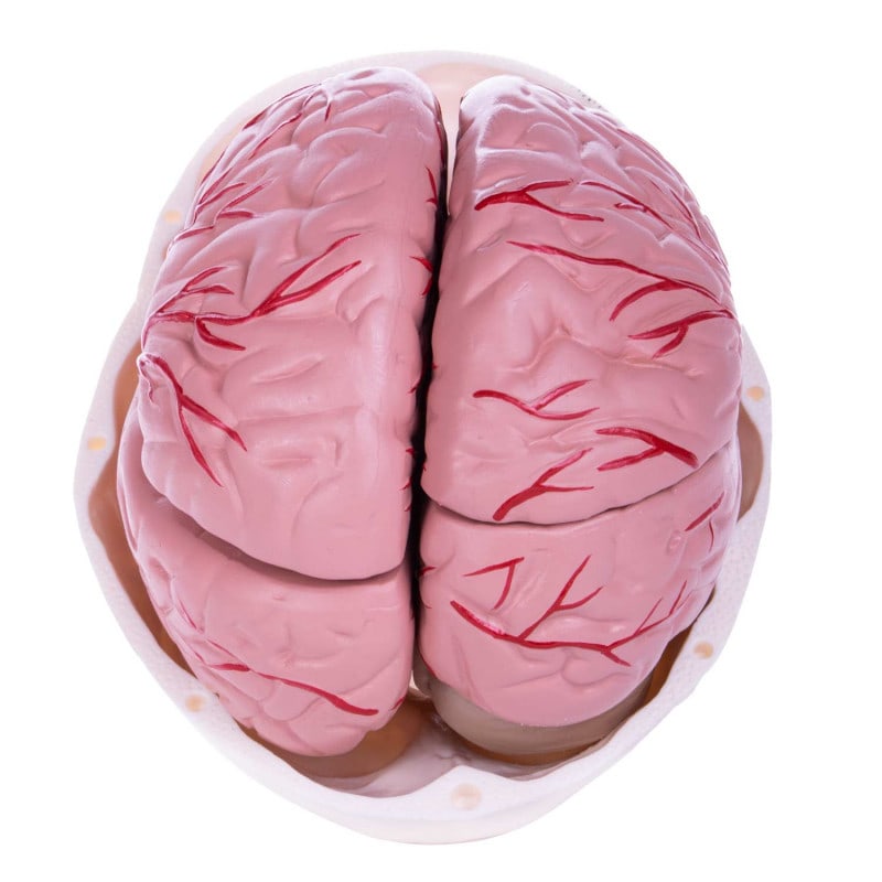 Skull Model with Brain
