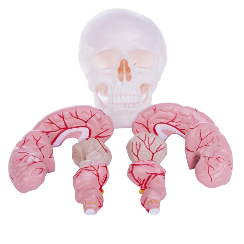 Skull Model with Brain