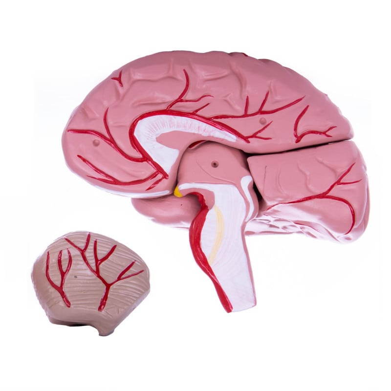 Skull Model with Brain