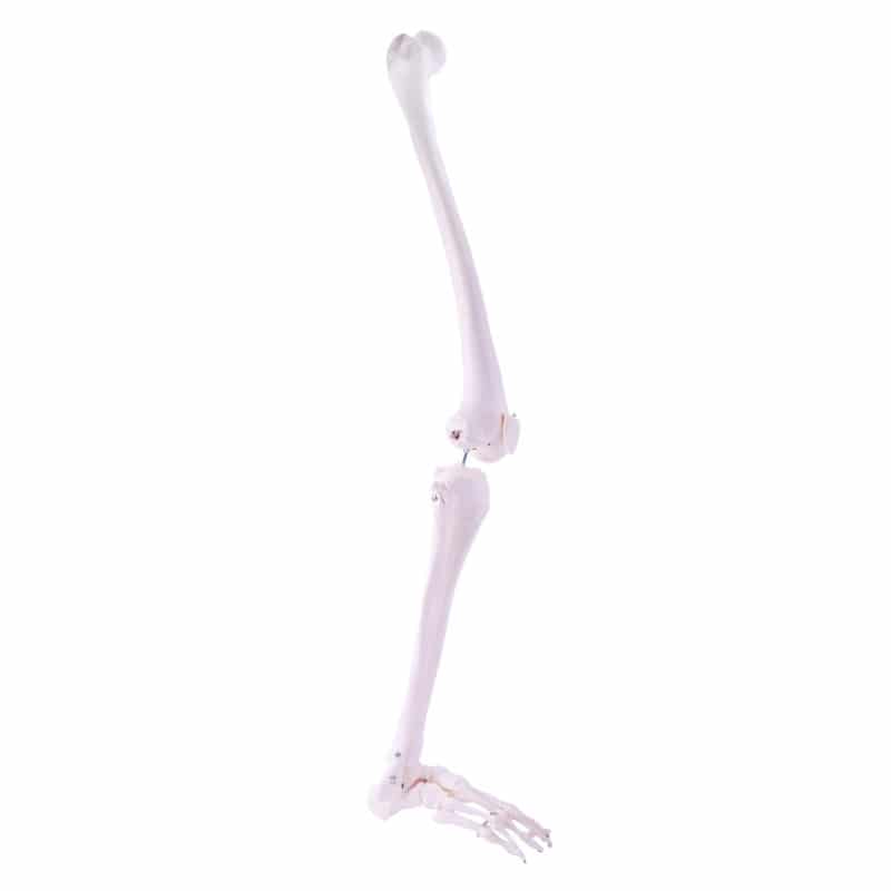 Leg Skeleton