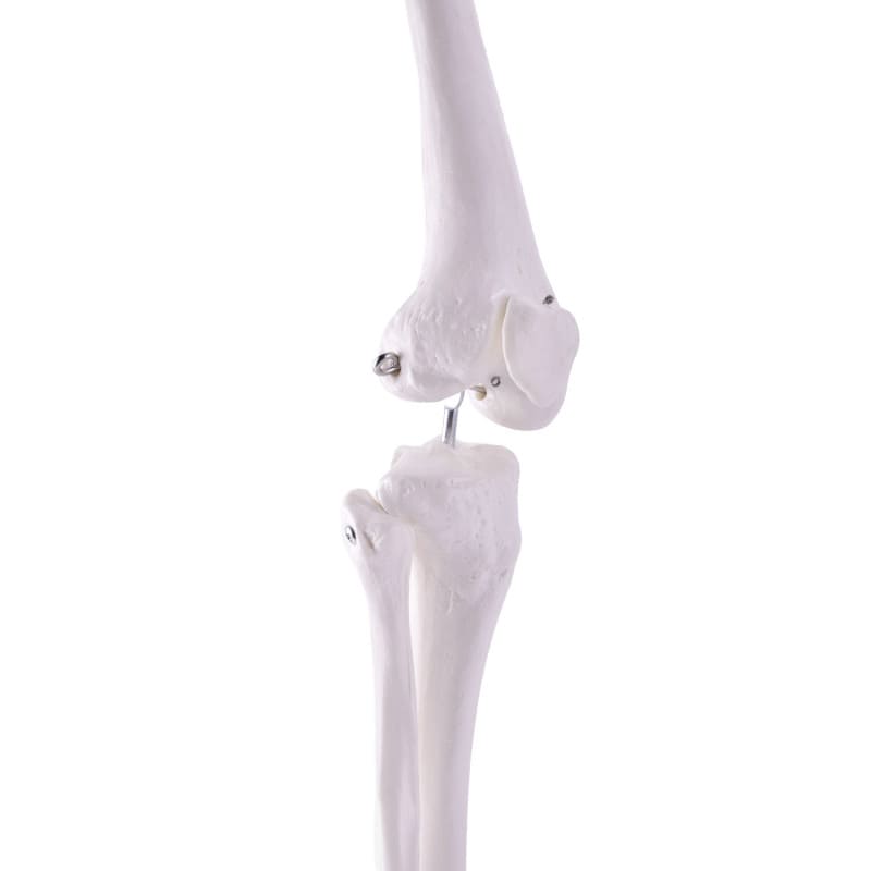 Leg Skeleton