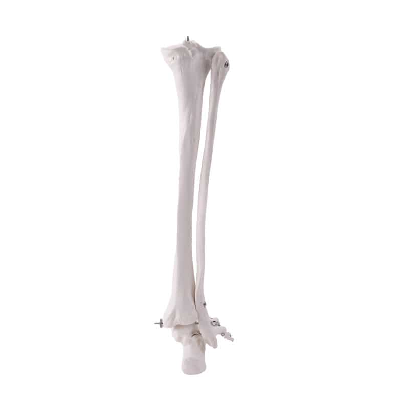 Leg Skeleton