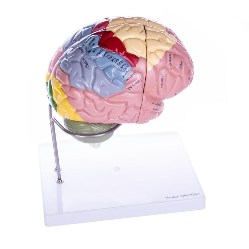 4-part Brain Model