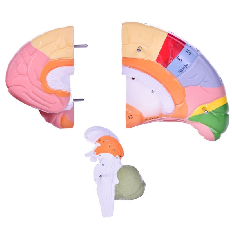 4-part Brain Model