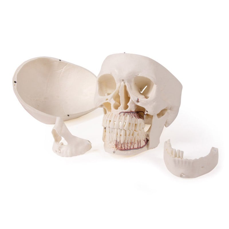Dental Skull Model