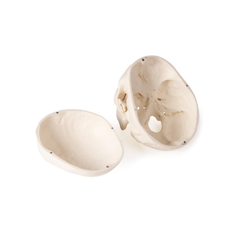 Dental Skull Model