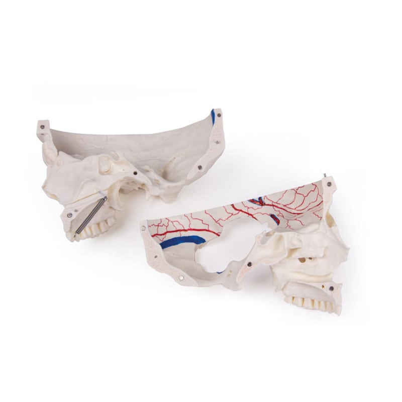 Luxury Demonstration Skull adults