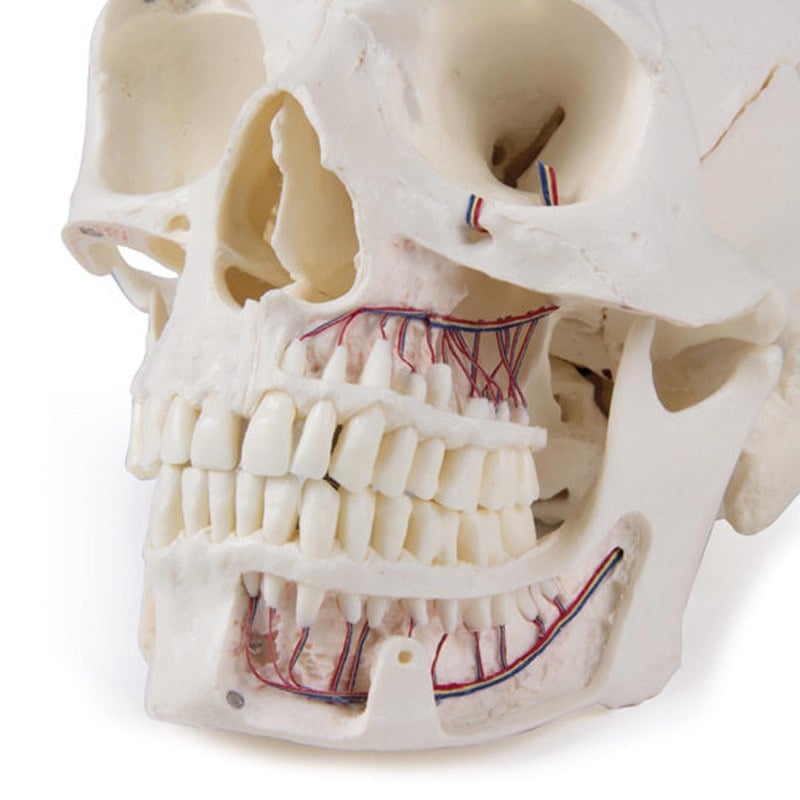Luxury Demonstration Skull adults