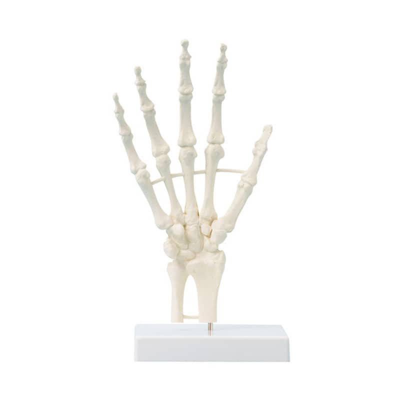 Hand Skeleton