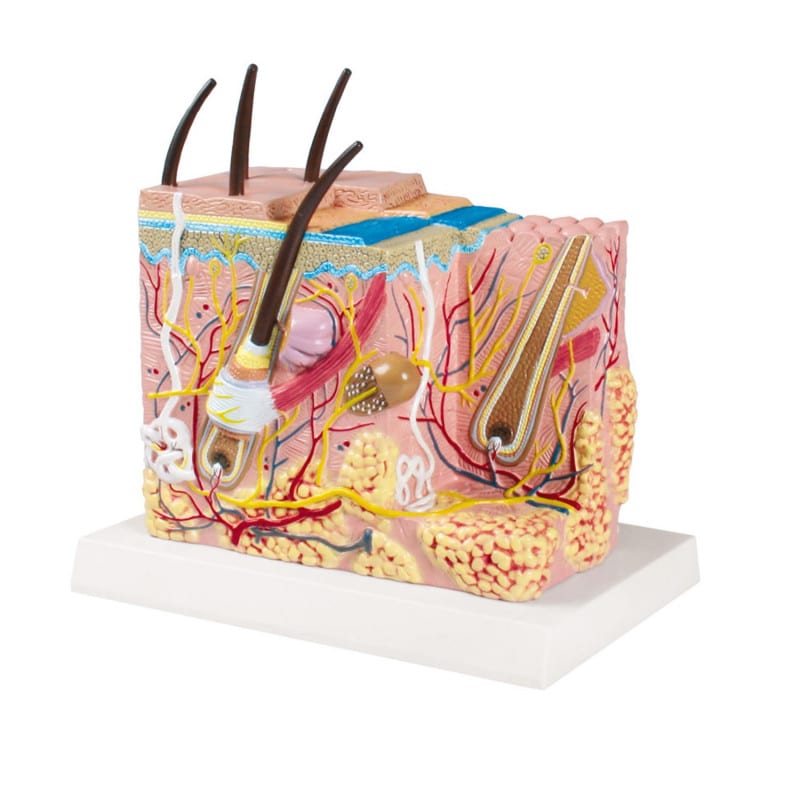 Skin Block Model