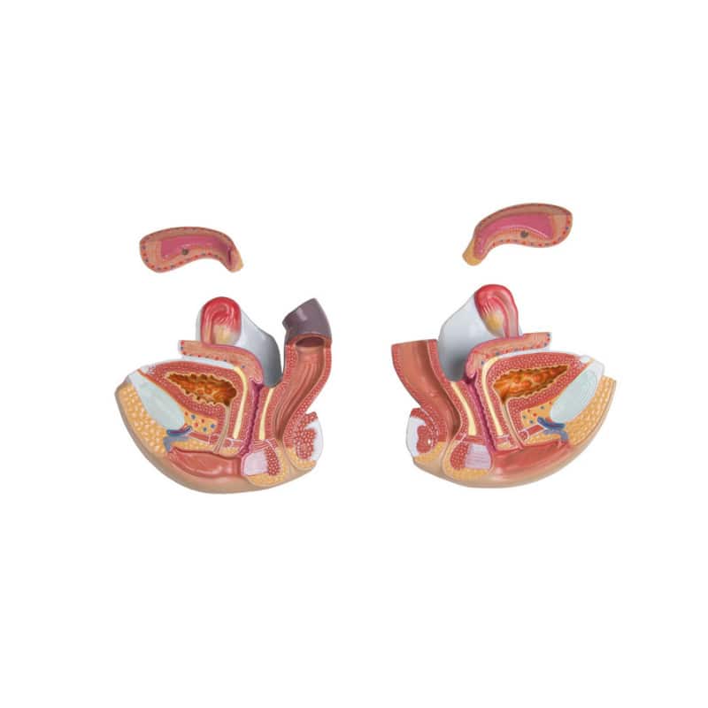 Torso With Opened Back
