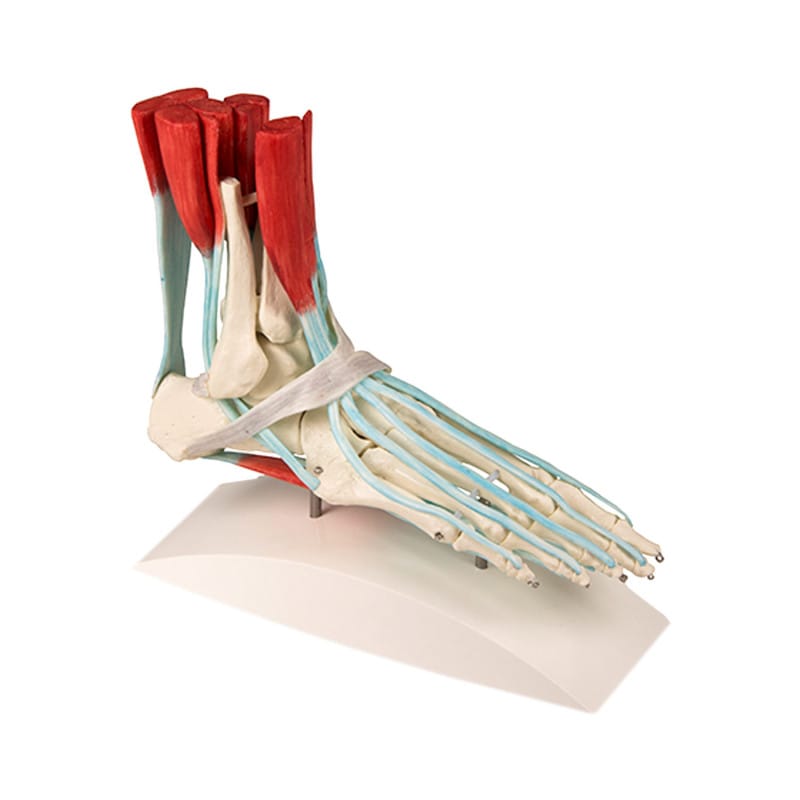 Foot Skeleton with Ligaments