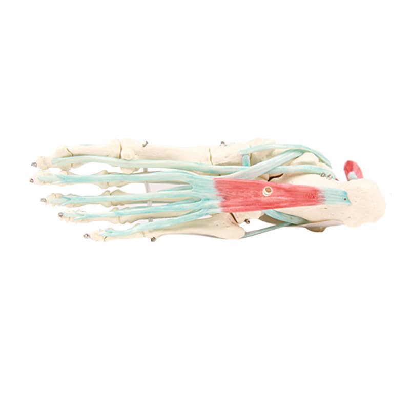 Foot Skeleton with Ligaments