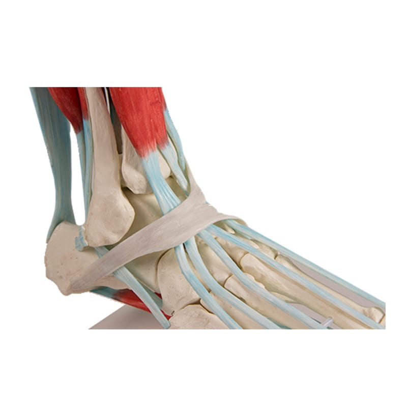 Foot Skeleton with Ligaments