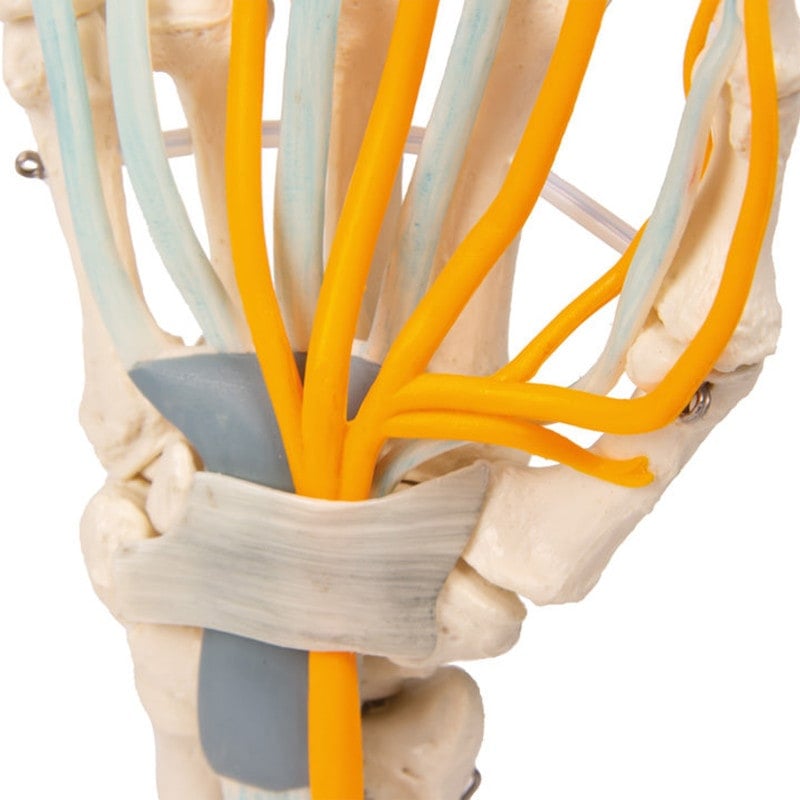 Hand with Tendons, Nerves and Carpal Tunnel