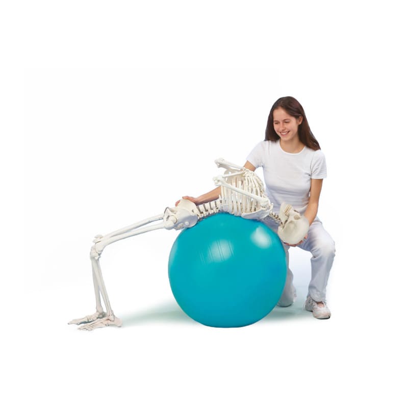 Skeleton "Hugo" with Flexible Spine