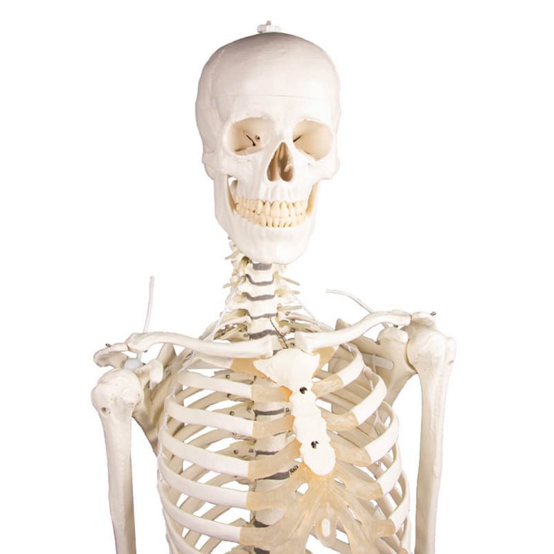 Skeleton "Hugo" with Flexible Spine