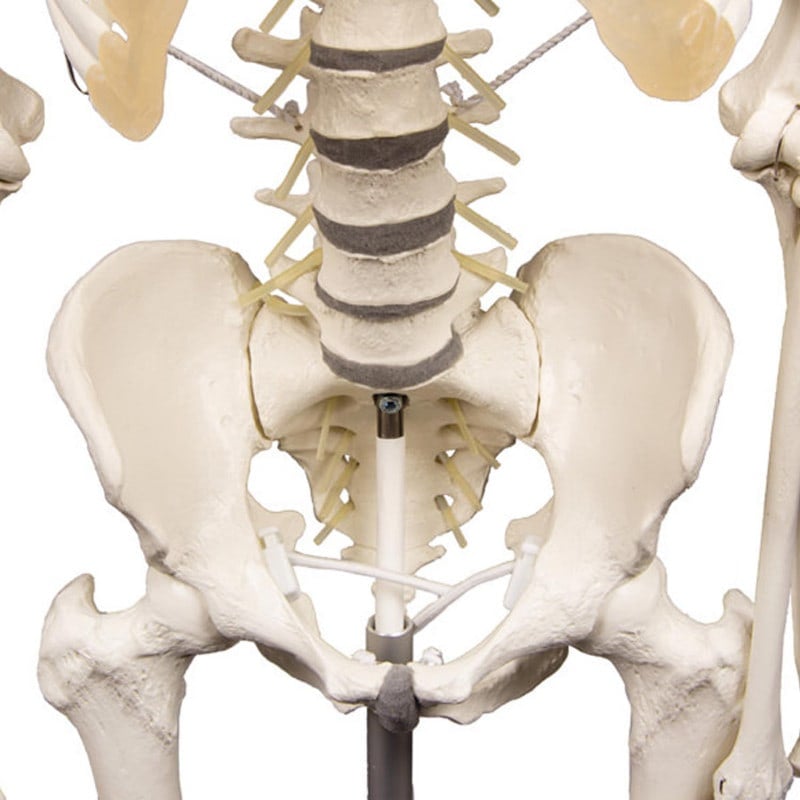 Skeleton "Hugo" with Flexible Spine