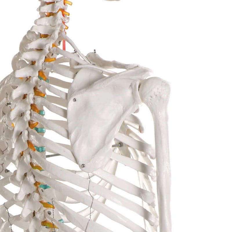 Skeleton model for learning all important structures