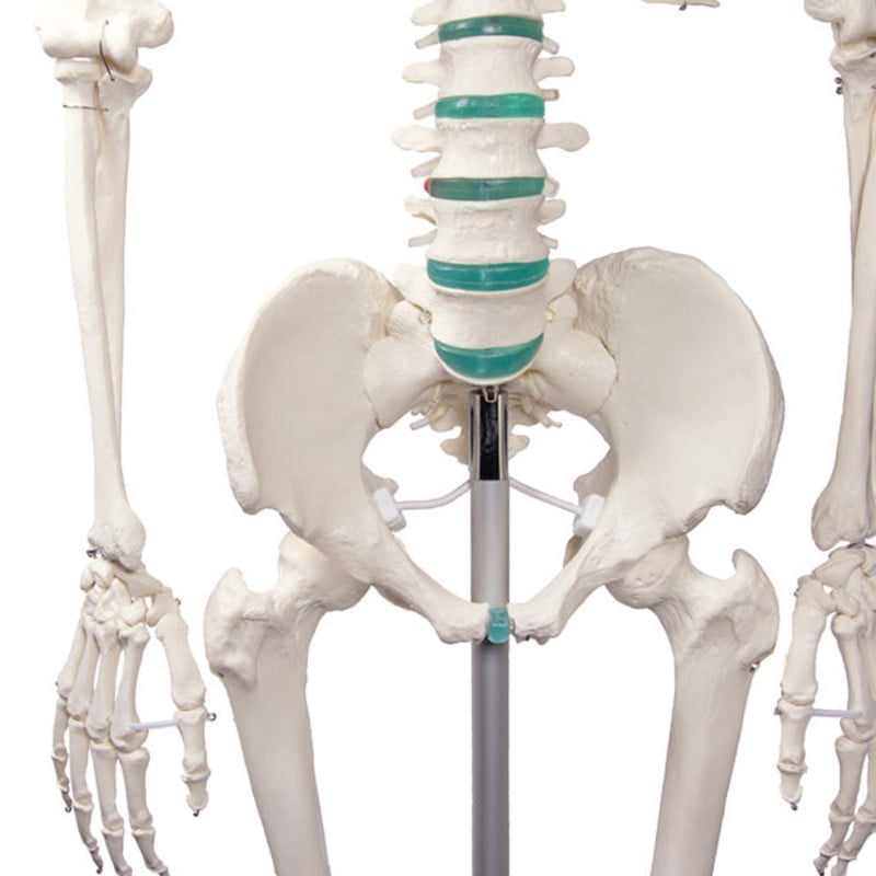 Skeleton model for learning all important structures
