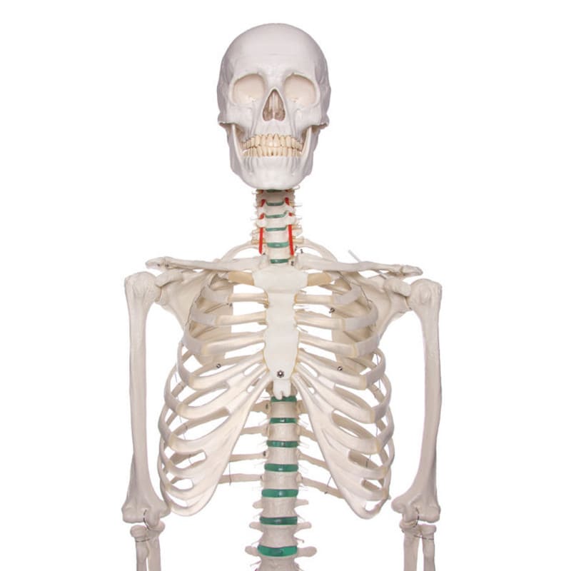 Skeleton model for learning all important structures