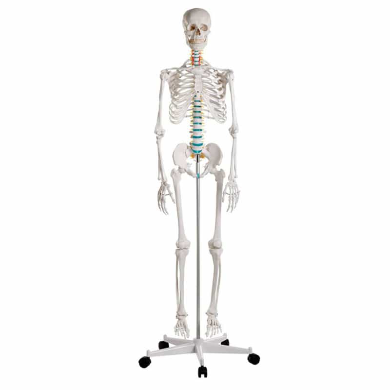 Skeleton model for learning all important structures