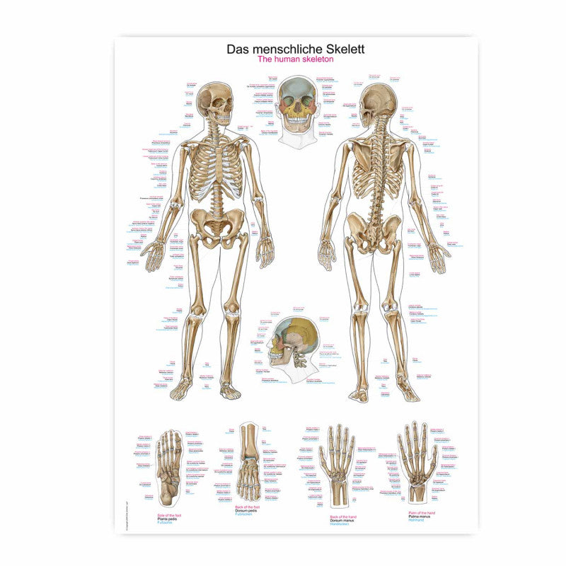 The Human Skeleton Wall Chart
