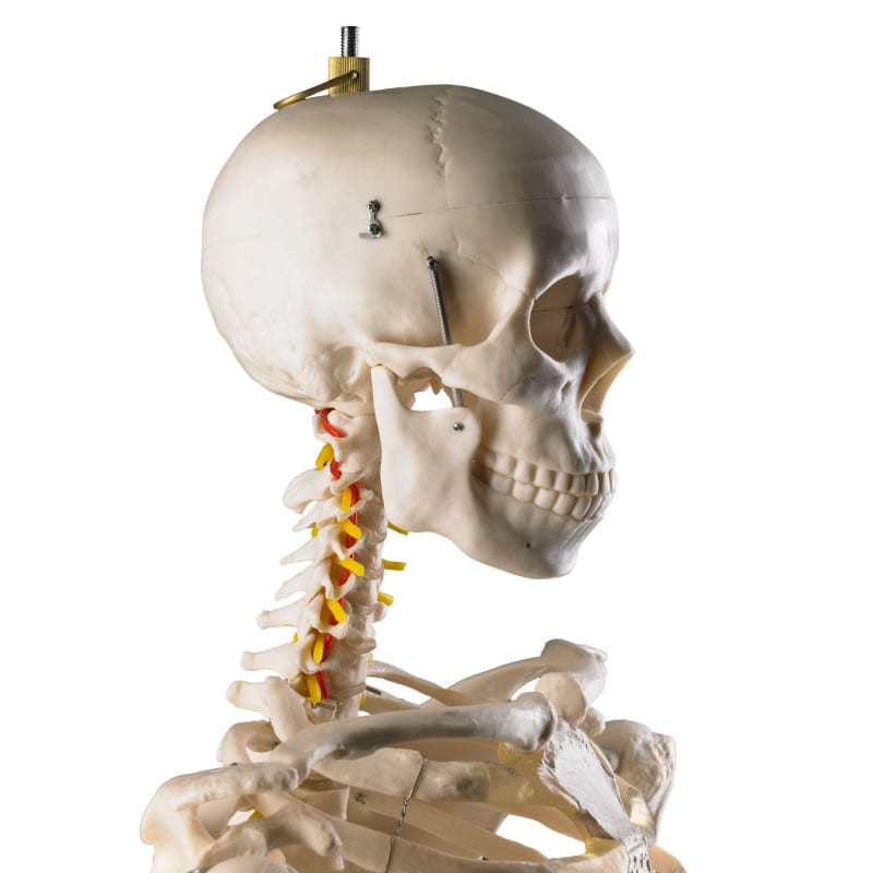 Life-Size Human Skeleton Model