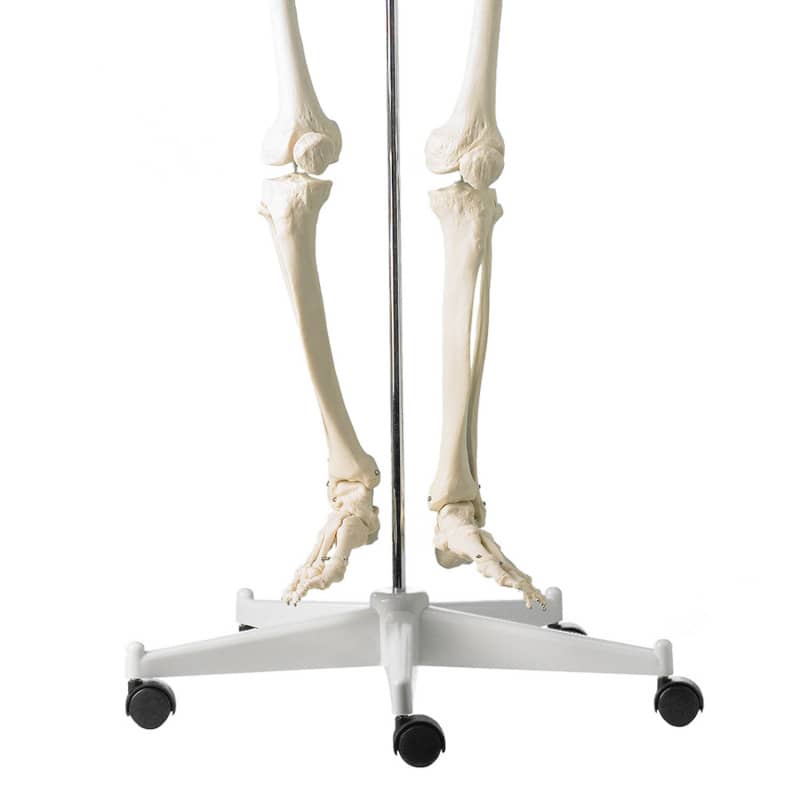 Life-Size Human Skeleton Model
