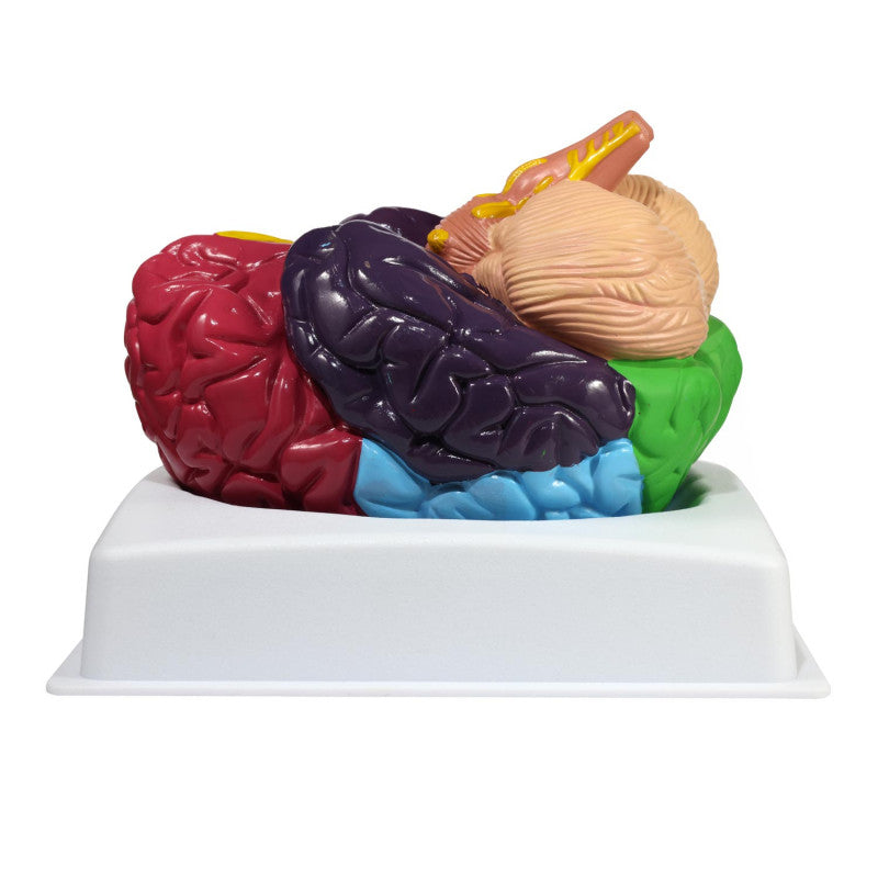 Brain Model with Brodmann Areas