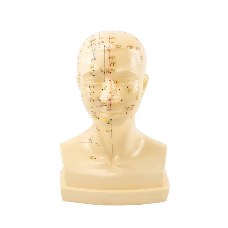 «Acupuncture Head» Model
