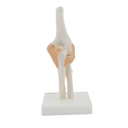 Elbow Model