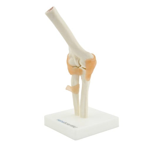 Elbow Model