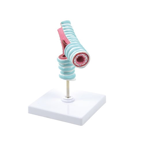 Tracheal Bifurcation Model