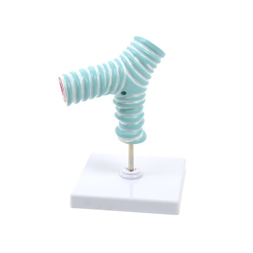 Tracheal Bifurcation Model