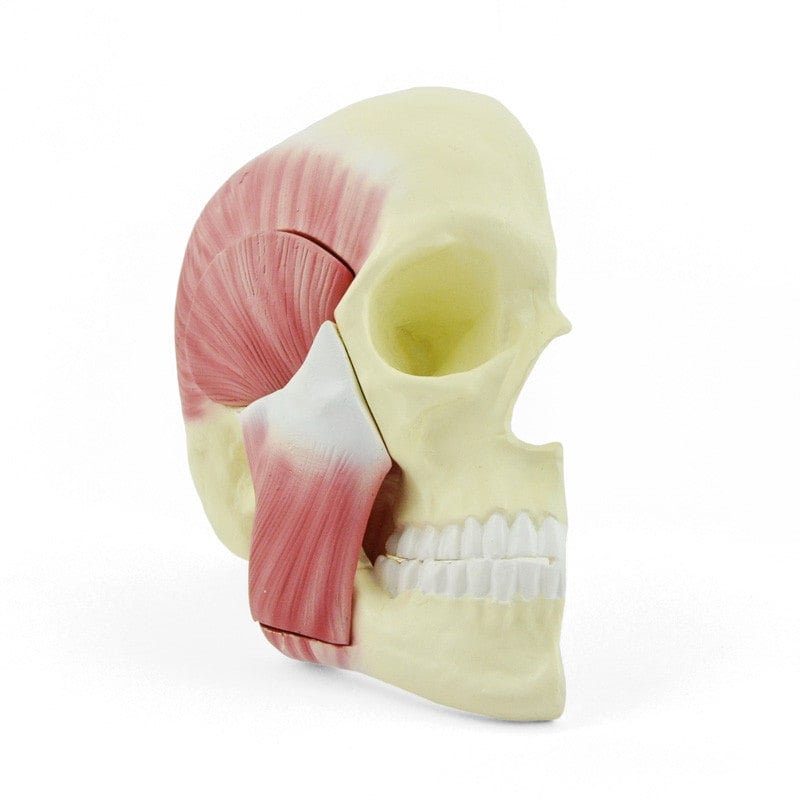 Skull Model with Masticatory Muscles