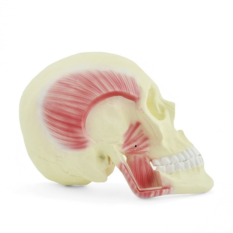 Skull Model with Masticatory Muscles