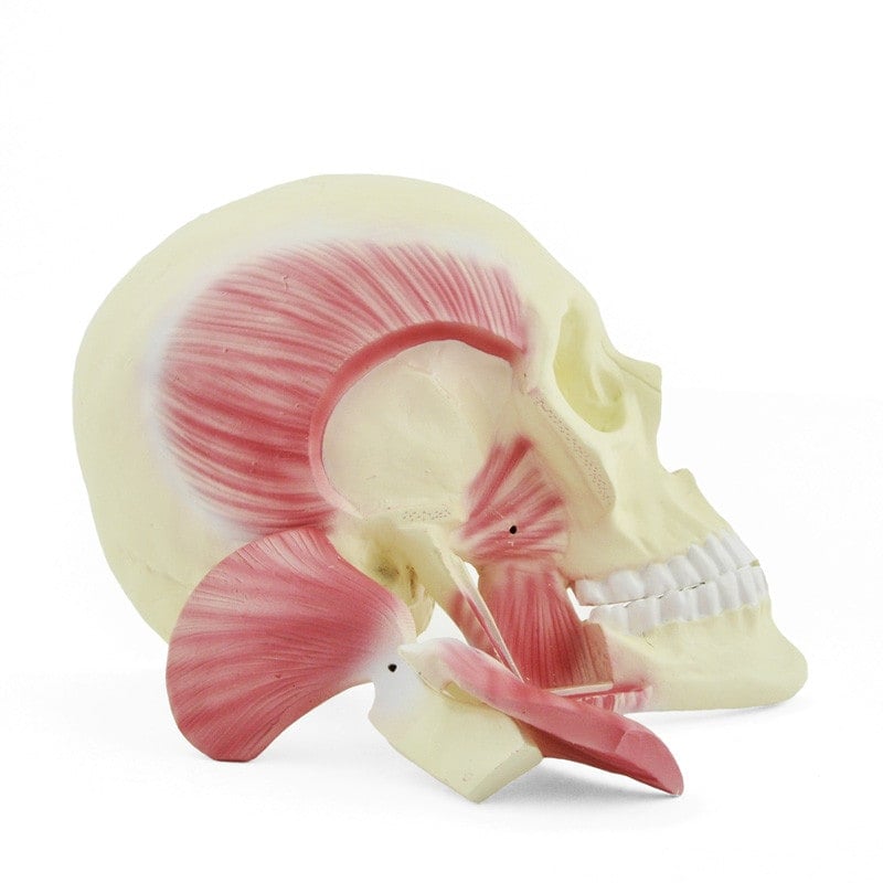Skull Model with Masticatory Muscles