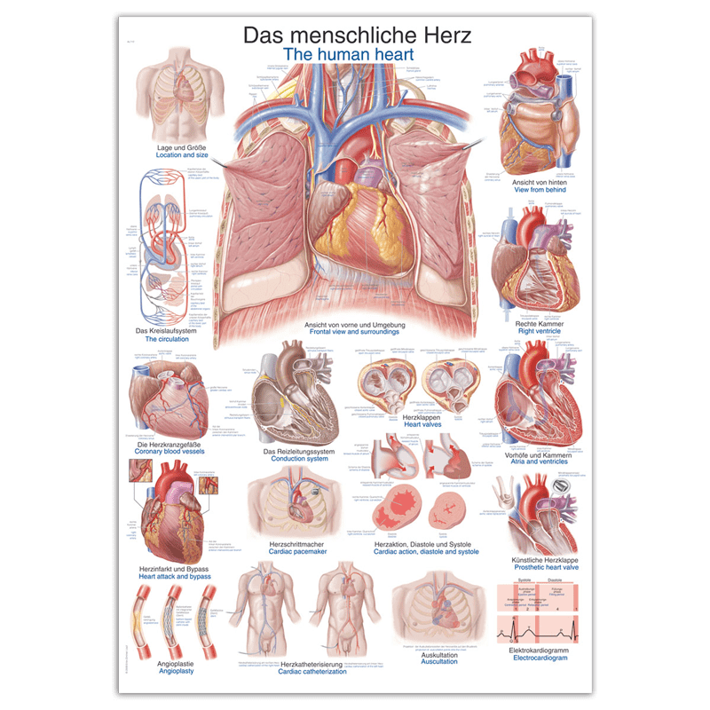 The Human Heart Wall Chart