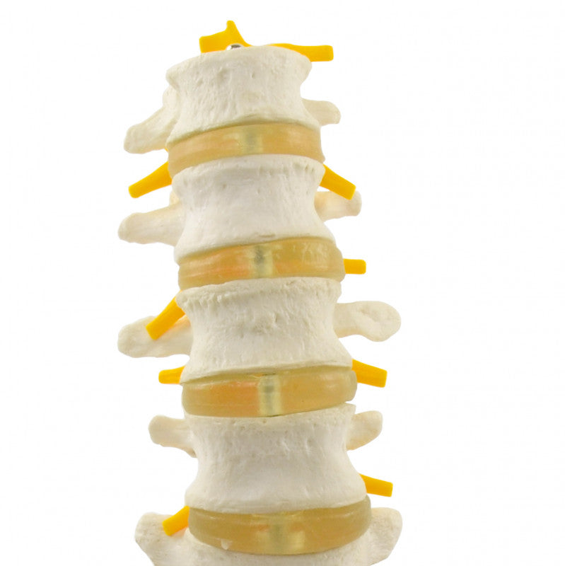 Lumbar Spine Model