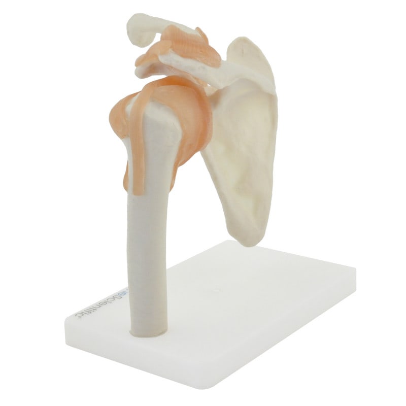 Shoulder Model with Ligaments