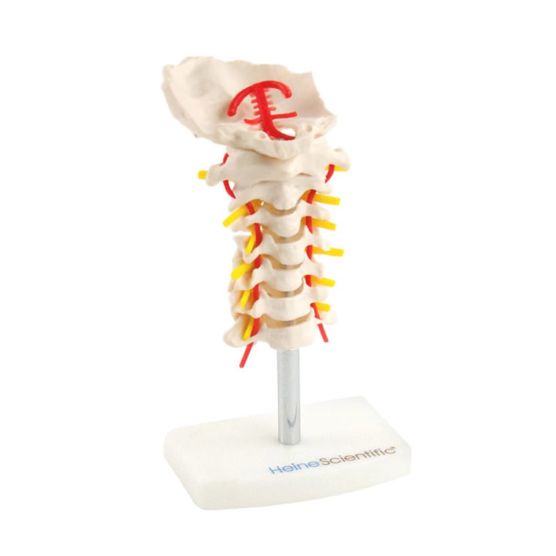 Cervical Spine Model
