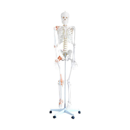 Human Skeleton Model