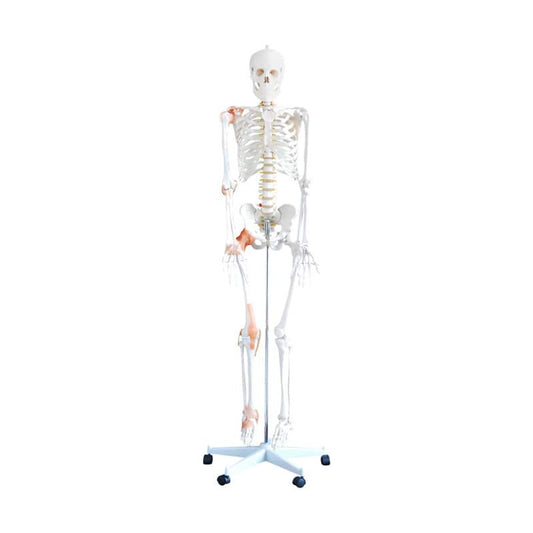 Human Skeleton Model