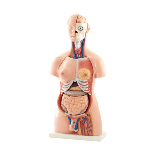 40-Part Torso Model