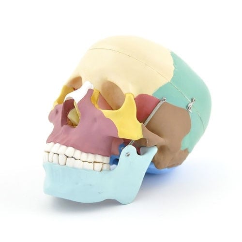 Coloured Skull Model