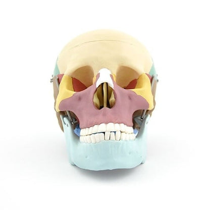 Coloured Skull Model