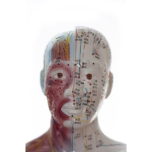 Human Acupuncture Model