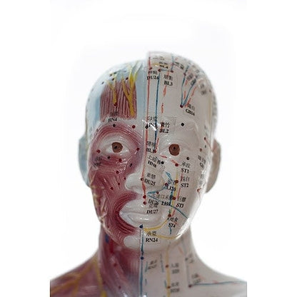 Human Acupuncture Model