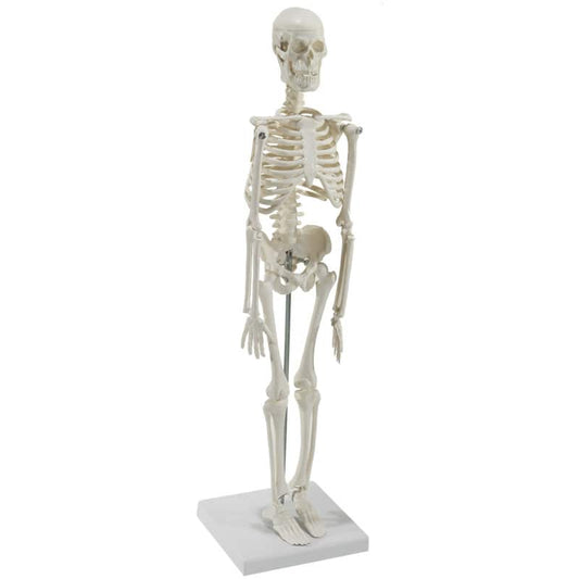 Model Skeleton (Miniature)